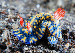 Tiny nudy
Nikon D200, 60 micro, twin strobo
Lembeh 2010 by Marchione Giacomo 
